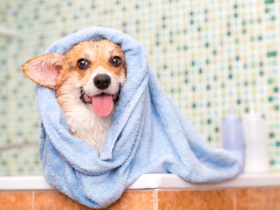 a dog wrapped in a towel