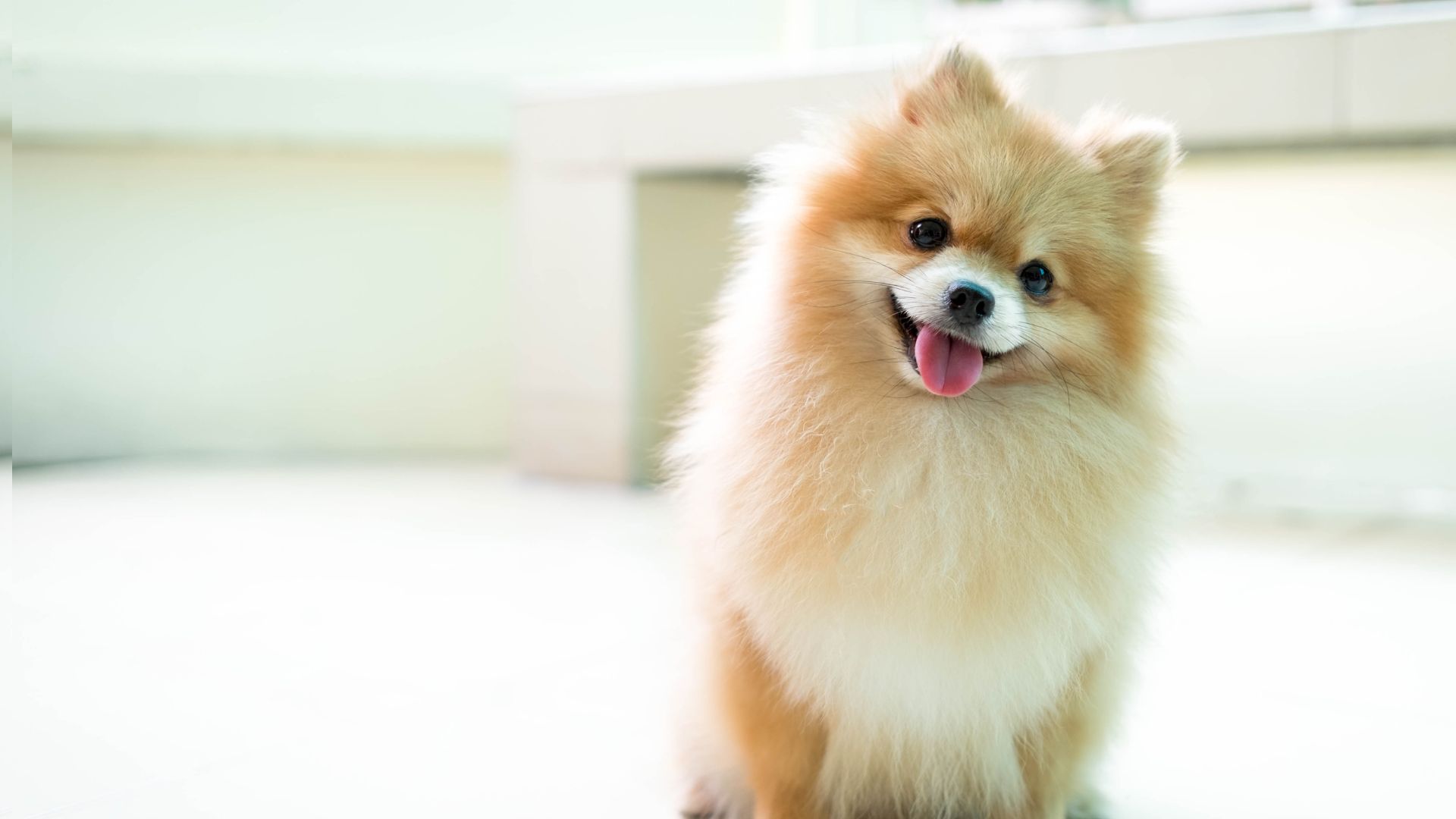 A small dog sitting on the floor with its tongue out.