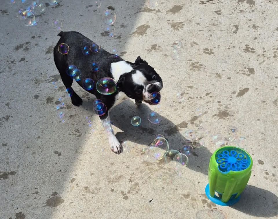Dog playing with bubbles